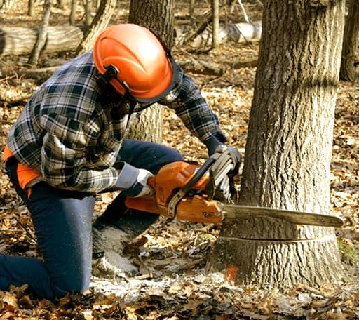 Tree Removal in Brownsville, VT